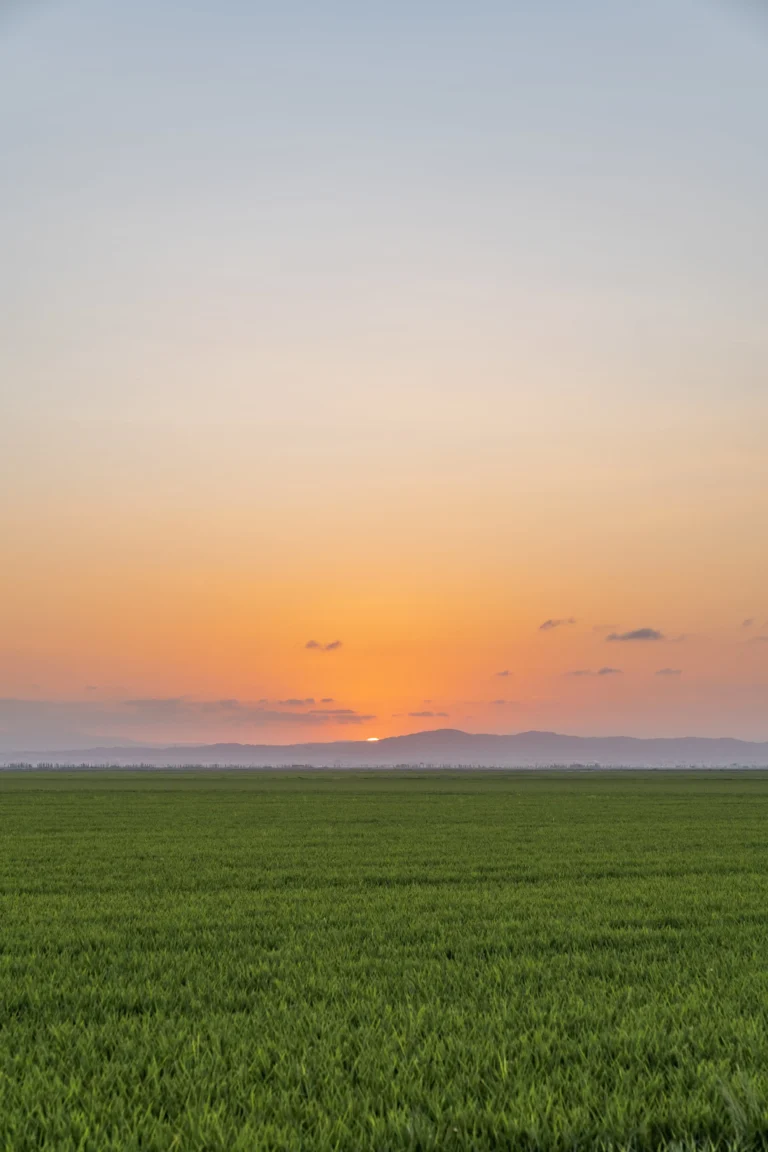 vertical-shot-rice-field-captured-sunset-albufera-valencia-spain-min